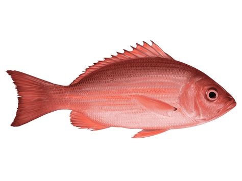 Red Snapper: A Colorful Fish With an Ancient Lineage That Thrives in Deep, Warm Waters!