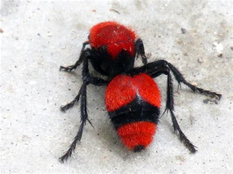  Red Velvet Ant: This Tiny Arachnid That Packs a Punishing Sting Isn’t Actually an Ant at All!