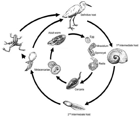 Renaissance of the Rib Trematode: A Parasite with Two Lives, Both Fascinating and Gruesome!