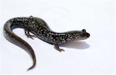 Salamander: A Small, Slimy Amphibian Hiding In Plain Sight!