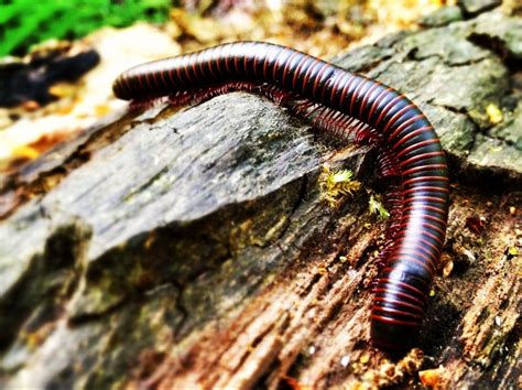 Tennessee Millipede: A Crawling Wonder That Will Make You Rethink Your Feelings About Arthropods!