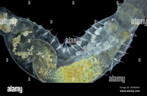  Terebellidae! A Colorful Worm That Builds Its Own Cozy Home