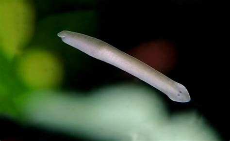 Umbellularia! A Tiny Flatworm That Loves To Feast On The Dead And Dying In Its Aquatic Home