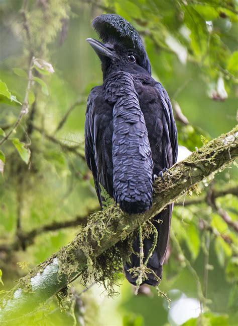  Umbrellabird! A Bird With Feathers So Magnificent, They Could Rival Any Couture Runway Show