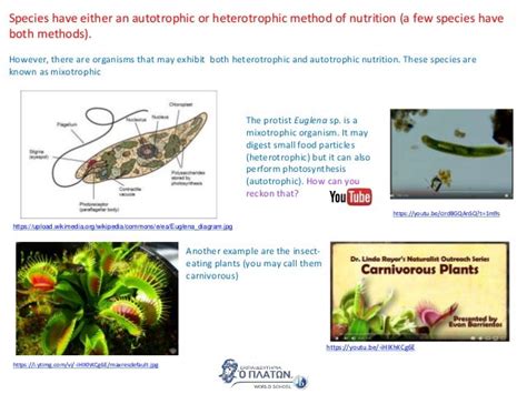 Uroglena: A Mixotrophic Marvel That Embraces Both Autotrophy and Heterotrophy!