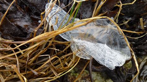 Velella velella: A mesmerizing free-floating colony that sails the seas like a tiny, translucent ship!