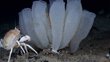  Venus Flower Basket – A Deep-Sea Marvel that Blooms With Tentacles!