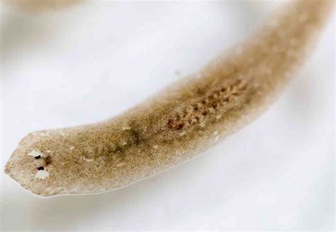  Violetta: A Tiny Flatworm That Might Just Be the Life of the Microscopic Party!