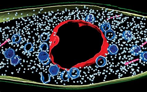 Vosgesia! A Tiny Parasite That Can Live Inside Your Blood Cells And Hijack Their Machinery for Its Own Ends!