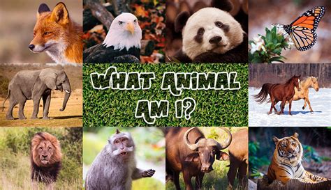 What Animal Are You Quiz: Unlocking the Wild Within