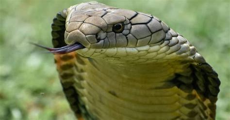 What Animal Can Kill a Snake? And Why Do Some Animals Wear Sunglasses?