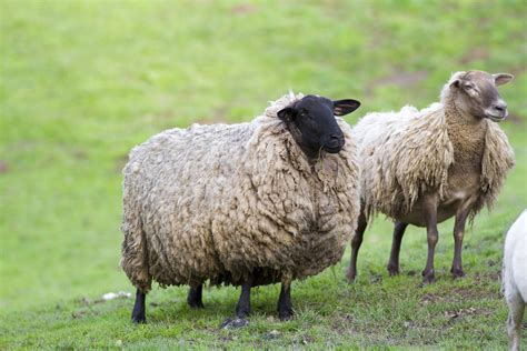 What Animal Does Lamb Chops Come From? And Why Do They Taste Like Childhood Memories?