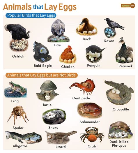 What Animal Lays Eggs and Is Not a Bird? Exploring the Fascinating World of Egg-Laying Creatures Beyond Avians