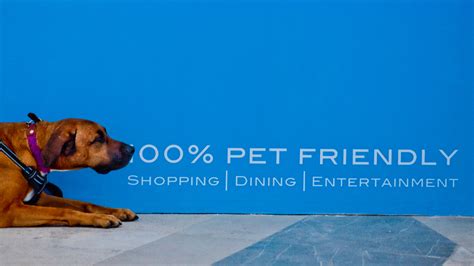 What Does Pet Friendly Mean? Exploring the Boundaries of Animal Hospitality