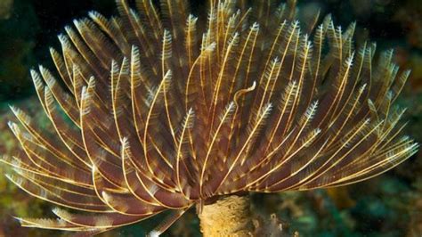 What Is a Worm that Walks With Its Feathers? Unlocking the Mysteries of the Wonderful Feather Duster Worm