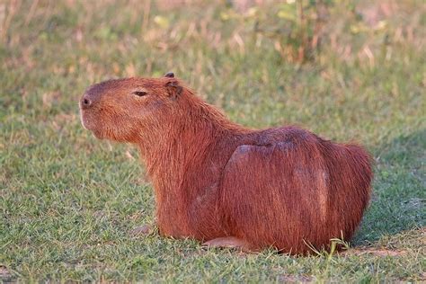 What is the National Animal of Brazil? And Why Do Some People Think It Should Be a Capybara?