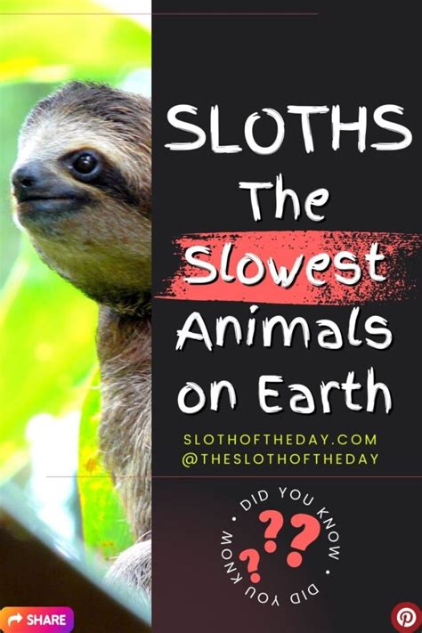 What is the slowest animal in the world? And why does it remind me of a slothful philosopher?