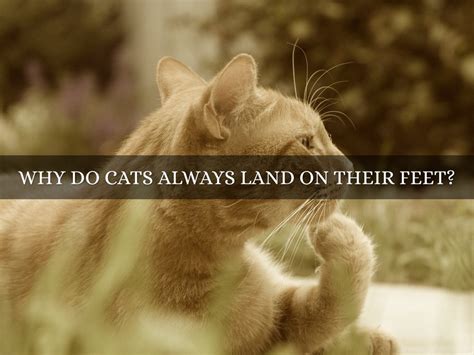 What Makes a Great Novel: And Why Do Cats Always Land on Their Feet?