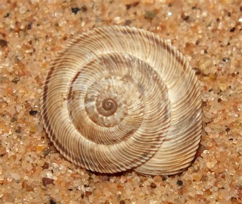  Xerocrassa This Tiny Mollusk Is Both an Escargot Expert and a Master of Arid Environments