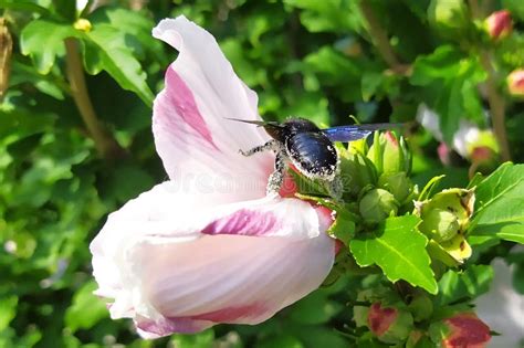  Xylocopa Violates Nature's Rules: A Curious Case of Socially Solitary Carpenter Bees