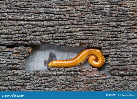 Xylocoris - Can you believe this millipede is an expert at camouflage? And also known for its fondness for decaying wood?!