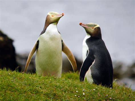  Yellow-Eyed Penguin -  Can These Majestic Birds With Striking Yellow Eyes Around Their Head Conquer the Seas and Land?