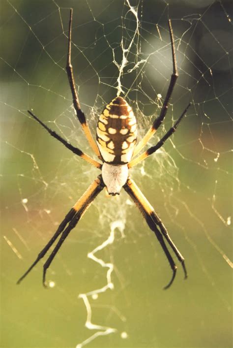  Yellow Garden Spider: An Eight-Legged Architect With an Appetite for Six-Legged Snacks!