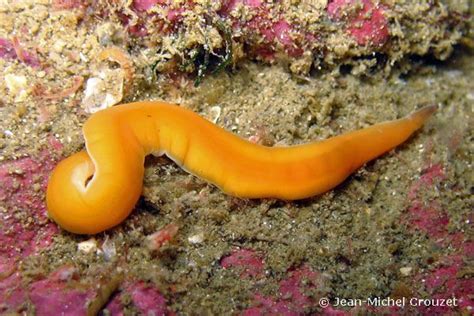   Yellow-Spotted Ribbon Worm: A Free-Living Flatworm Embracing the Mysteries of Marine Sand 