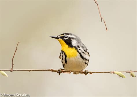  Yellow-Throated Warbler! Discover Its Enchanting Melodies and Remarkable Migratory Prowess