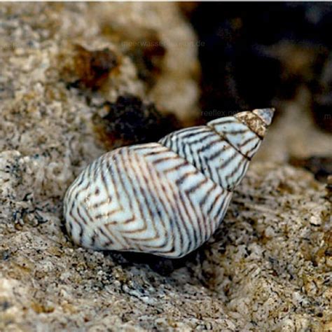  Zebra Periwinkle: A Tiny Gastropod with Remarkable Adaptability and Shell-Shocking Beauty!